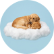 PetHealthCloud — a dog and cat resting on a cloud